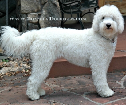 white goldendoodle