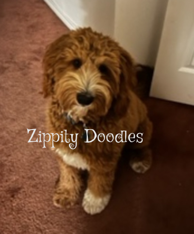 Zippity Doodles Goldendoodle