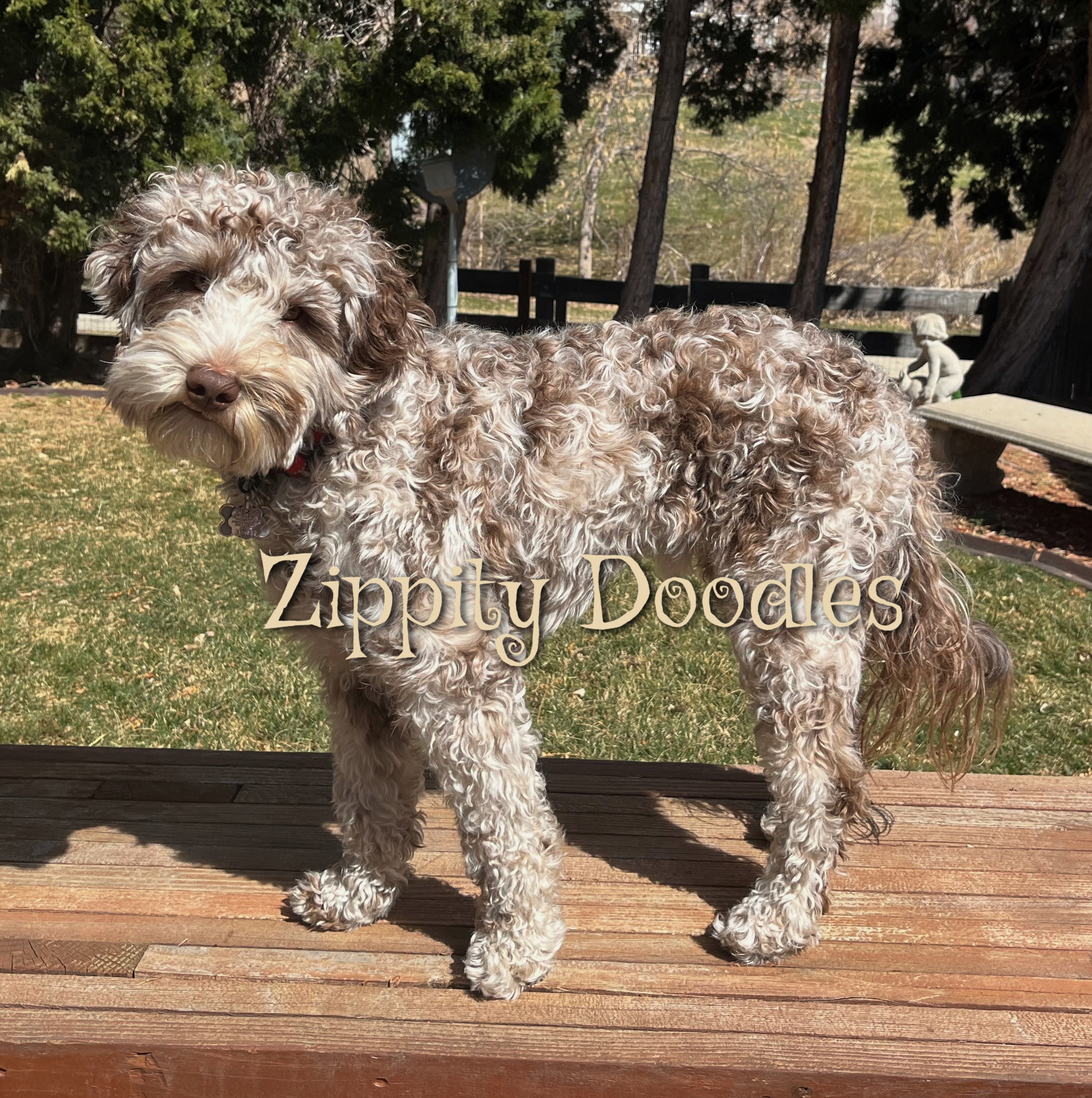 Zippity Doodles mini chocolate merle goldendoodle