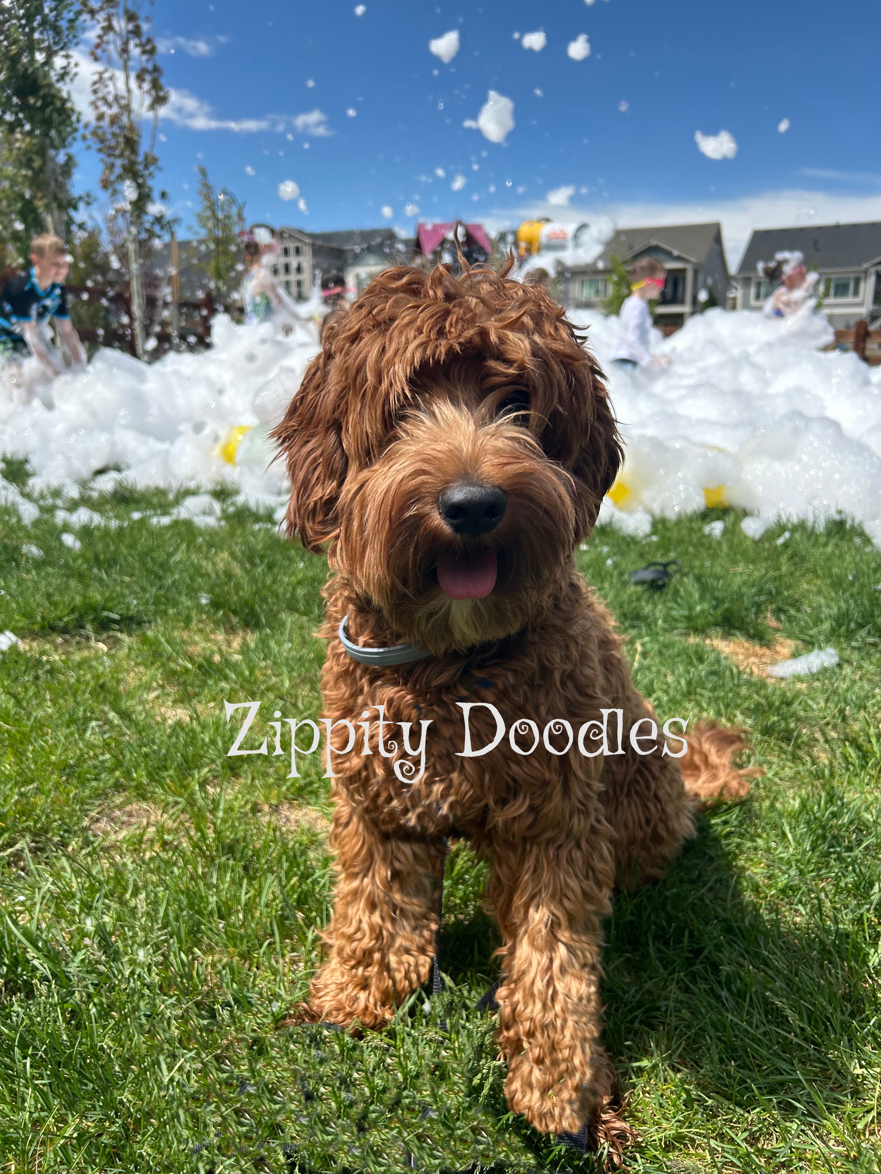 Zippity Doodles Multigen Mini Red Goldendoodle