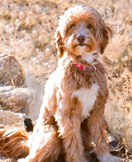Zippity Doodles mini red multigen goldendoodle