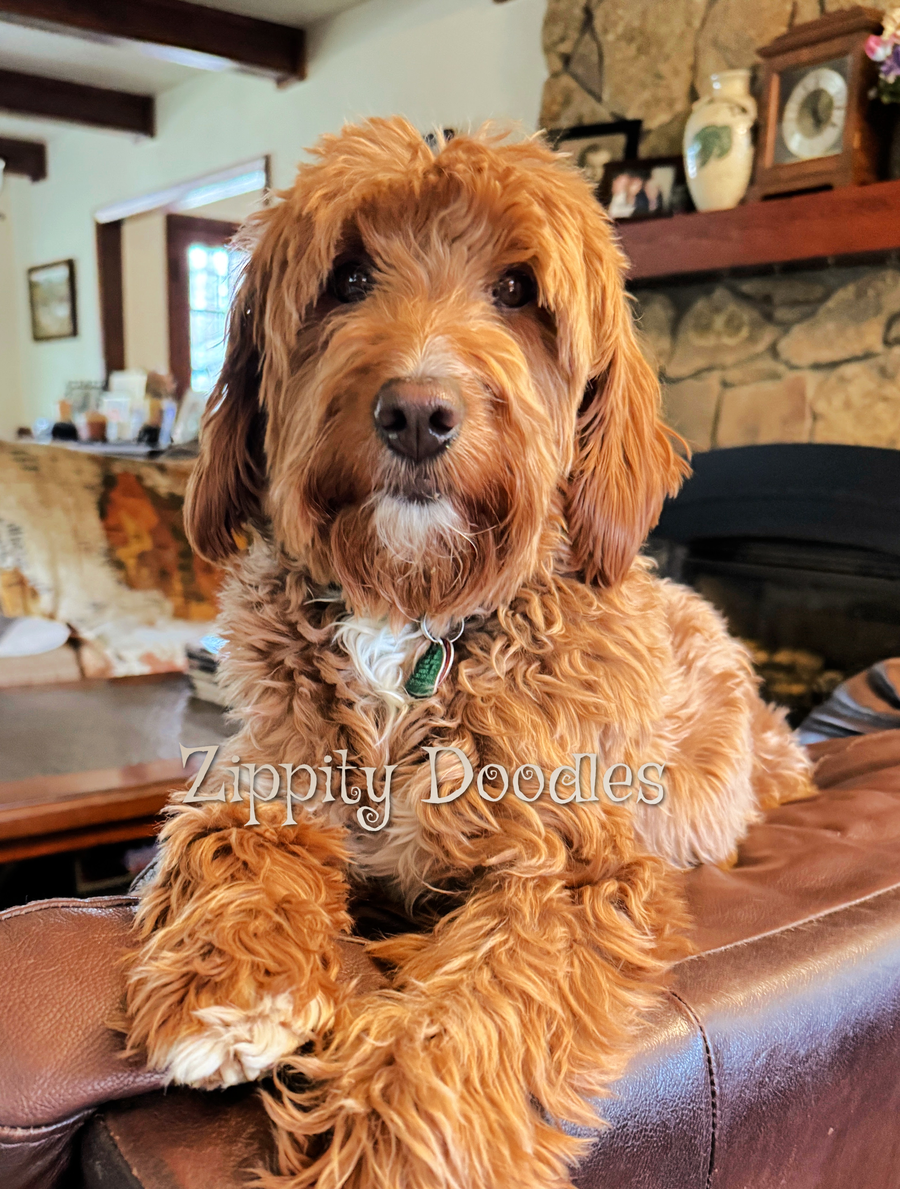 Zippity Doodles red mini goldendoodle