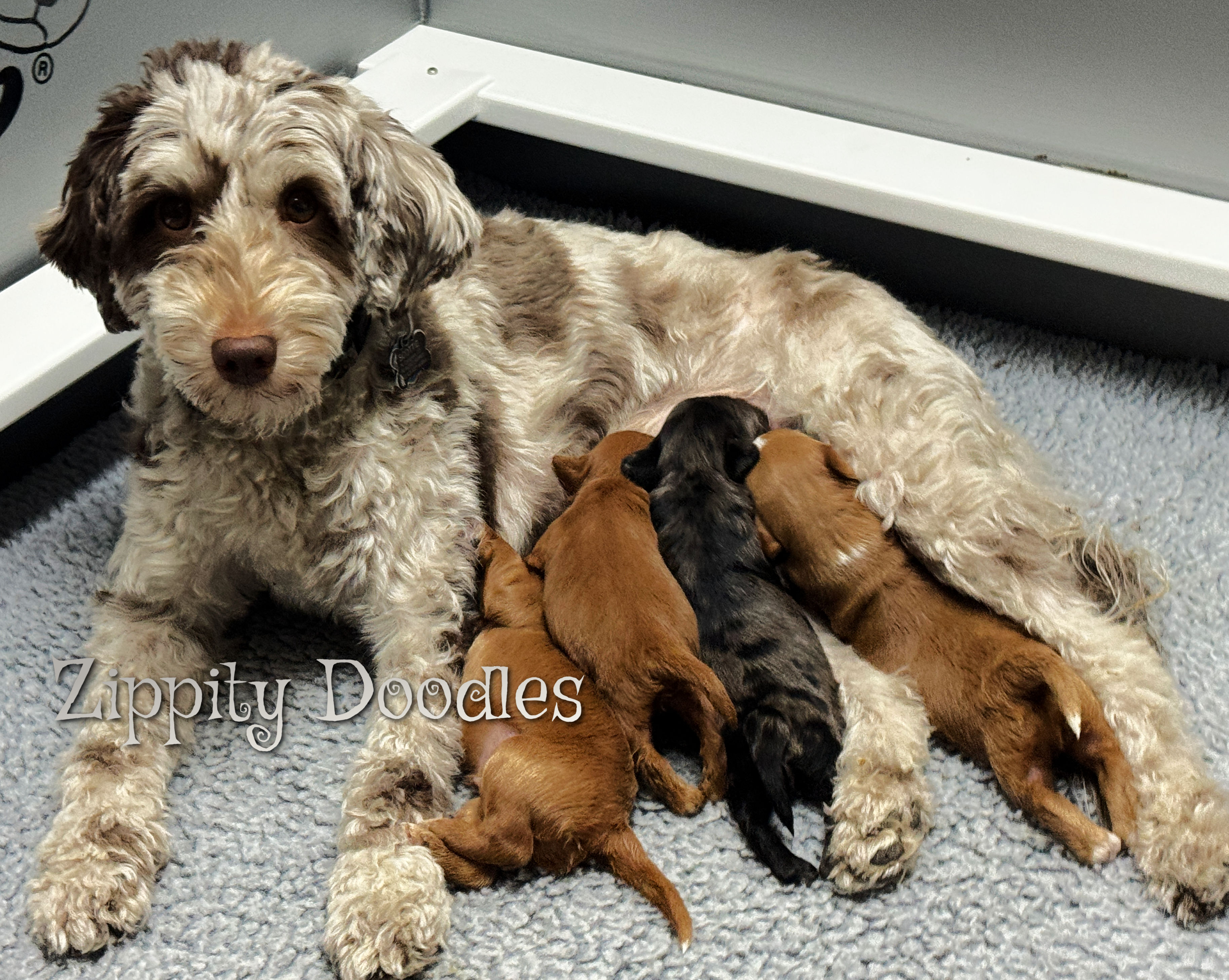 Mini Multigen Goldendoodle puppies