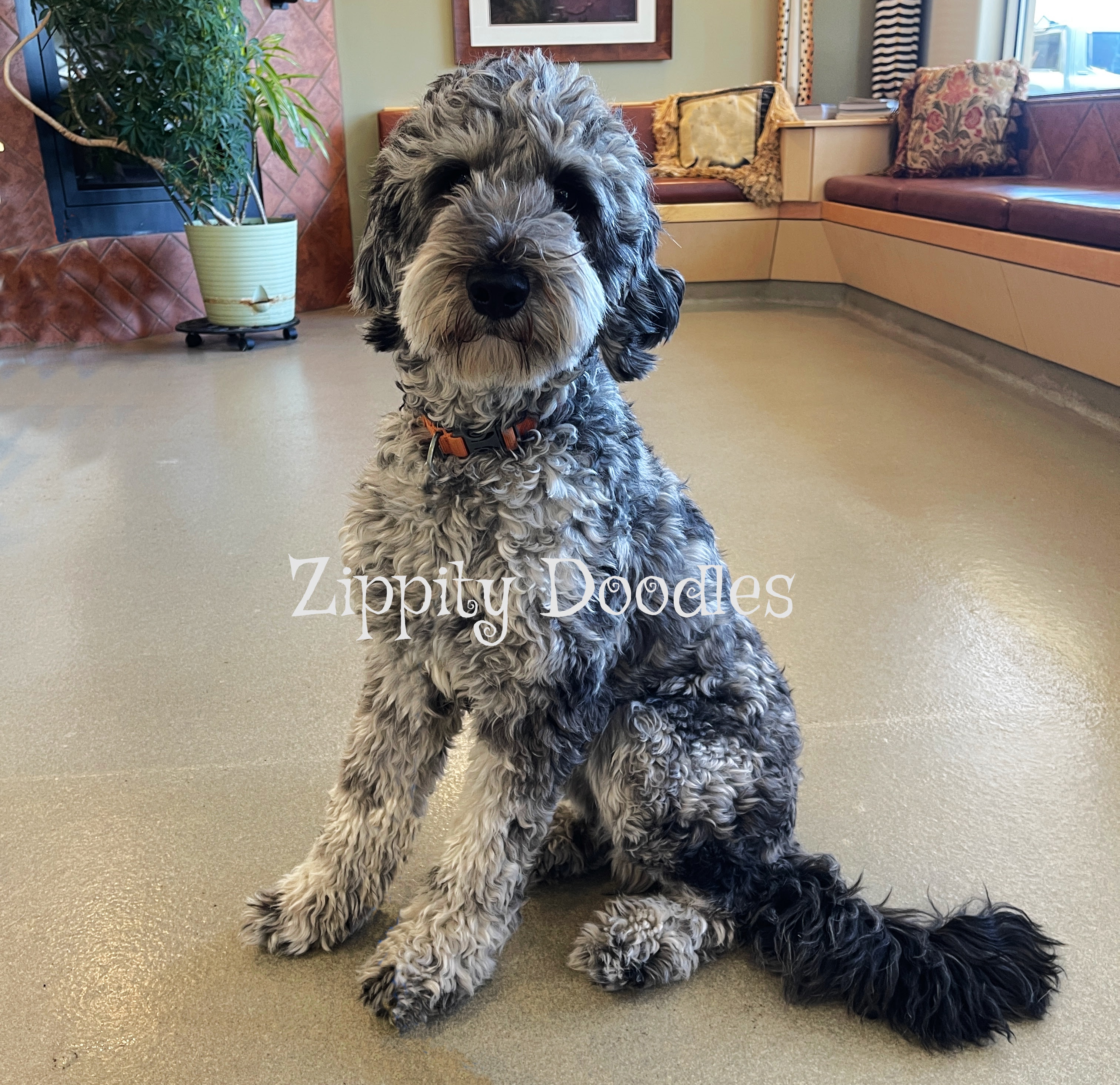 Tucker Medium Multigen Merle Goldendoodle